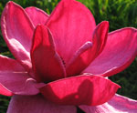 Magnolia 'Genie'®