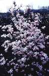 Magnolia lob. Merill
