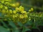 Mahonia media Wintersun