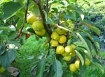 Malus Golden Hornet