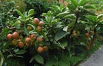 Malus 'Pom zai