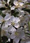 Malus sargentii Tina