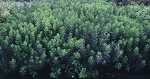 Myrica gale