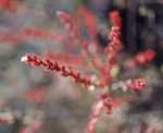 Myrica gale