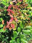 Parrotia persica