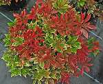 Pieris jap. 'Carnaval'