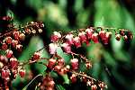 Pieris jap. 'Valley Valentine'
