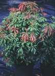 Pieris jap. 'Red Mill'
