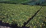 Potentilla frut. 'Kobold'