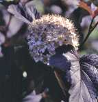 Physocarpus op. 'Diabolo'®