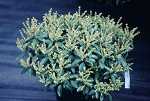 Pieris floribunda Nana