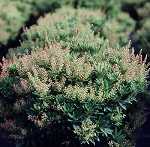 Pieris jap. 'Debutante'