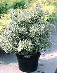 Pieris jap. 'Little Heath'