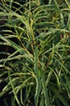 Rhamnus frangula 'Fine Line' ®