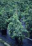 Robinia pseudo. 'Twisty Baby'®