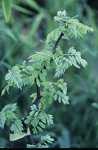 Robinia pseudo. 'Twisty Baby'®