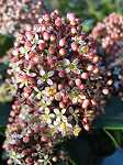 Skimmia jap. 'Rubella'