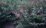Syringa micro. Superba