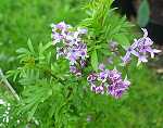 Syringa afghanica