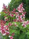 Syringa micro. Superba