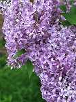 Syringa paluta 'Miss Kim'