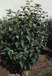 Syringa vulgaris Hybride