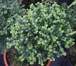 Ulmus parvifolia Seiju