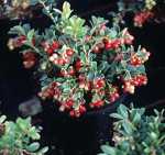 Vaccinium vitis-idea 'Koralle'