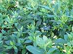 Vaccinium 'Sunshine Blue'