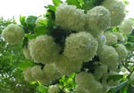 Viburnum opulus Roseum