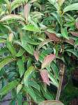 Viburnum Hillerii Winton
