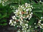 Viburnum Hillerii Winton - Blte