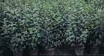 Viburnum bot. Dawn