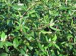 Viburnum burkwoodii Conoy