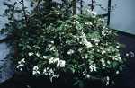 Viburnum plic. 'Watanabe'