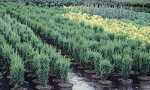 Juniperus comm. 'Hibernica' (links) und 'Sentinel' (rechts)