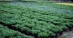 Juniperus horiz. 'Andorra Compact'
