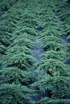 Juniperus comm. 'Green Carpet'