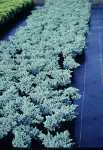 Juniperus squa. 'Blue Star'