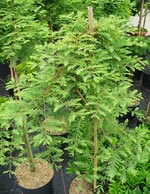 Metasequoia glypt. 'Miss Grace'