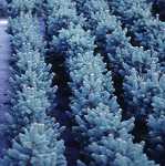 Picea glauca Globosa
