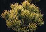 Pinus mugo 'Wintergold'