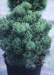 Pinus mugo 'Picobello'