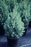 Picea glauca Conica