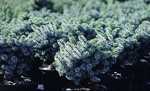 Picea sit. 'Silberzwerg'