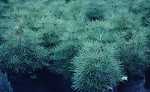 Sciadopitys verticillata