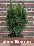 Taxus media 'Hillii'