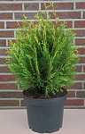 Thuja plicata 'Little Boy'