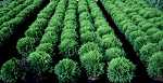 Thuja occ. 'Danica'