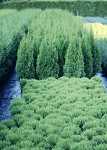 Thuja occ. 'Smaragd'
